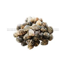 CLAM Asari Clam 500G