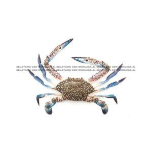 CRAB Swimming Crab 150/200 5PCS