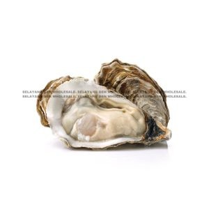 OYSTER Half Shell 10PCS